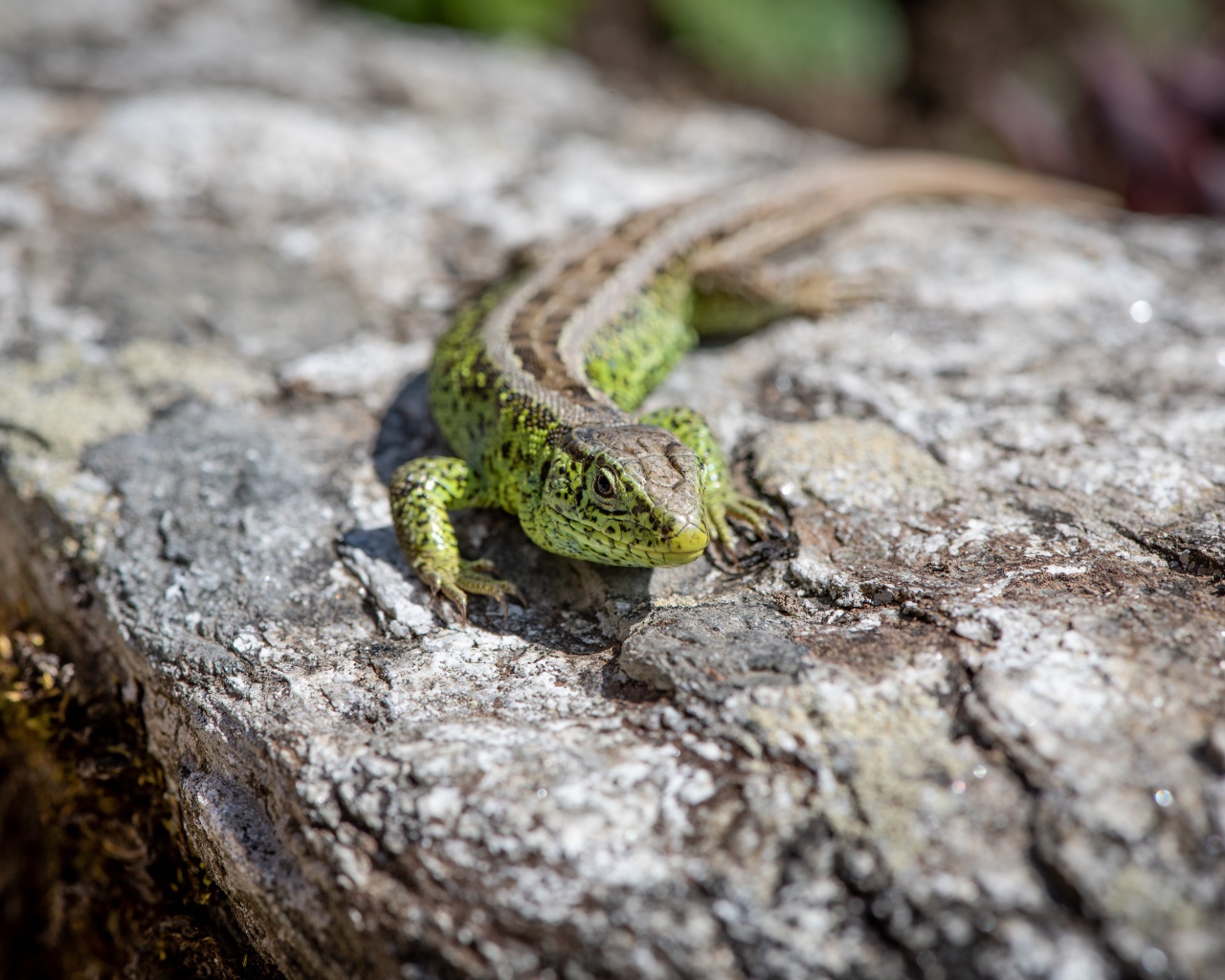 Зеленая ящерица сидит на камне 