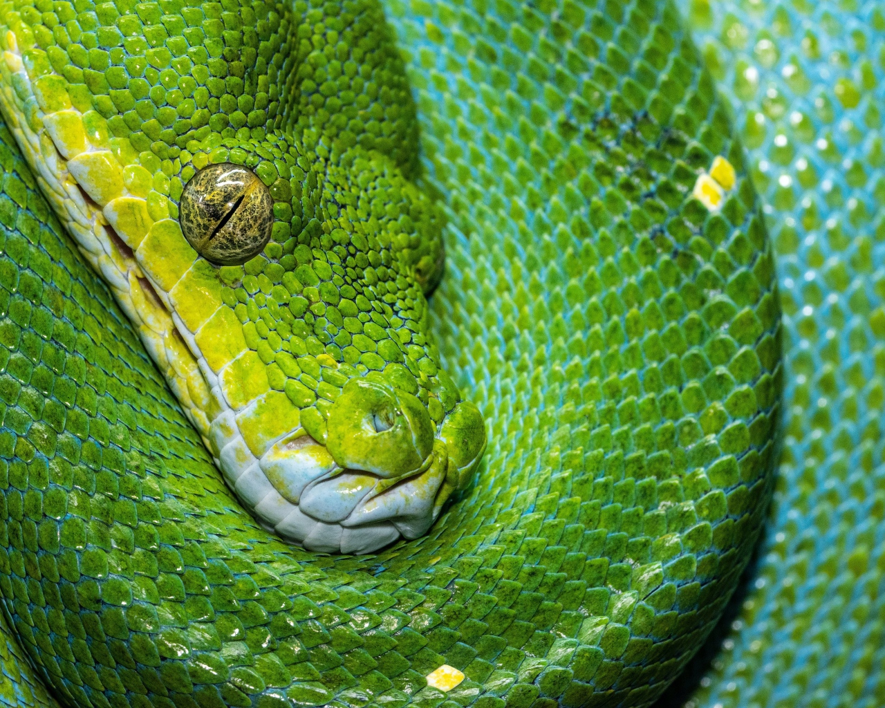 Green snake close up