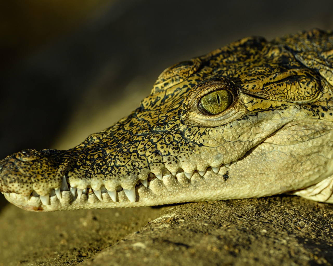 Большой крокодил с острыми клыками загорает на солнце