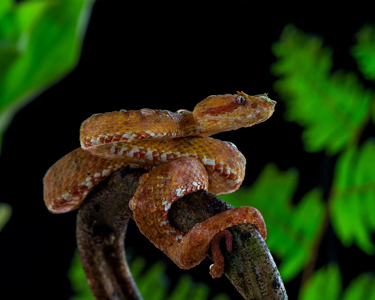 Large venomous snake on a tree branch