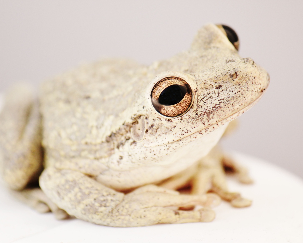 Большая белая амфибия 