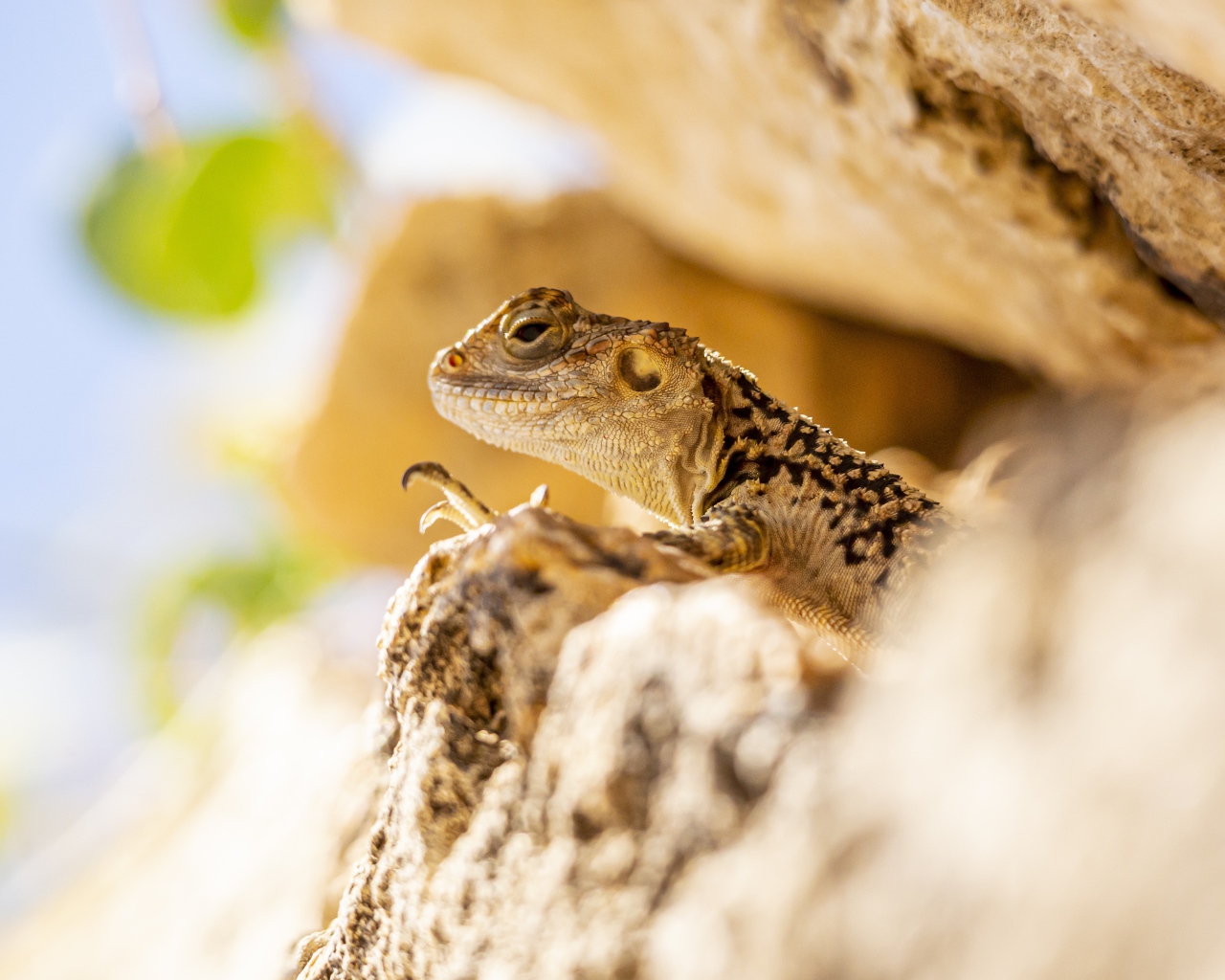 Little lizard hiding in the rocks