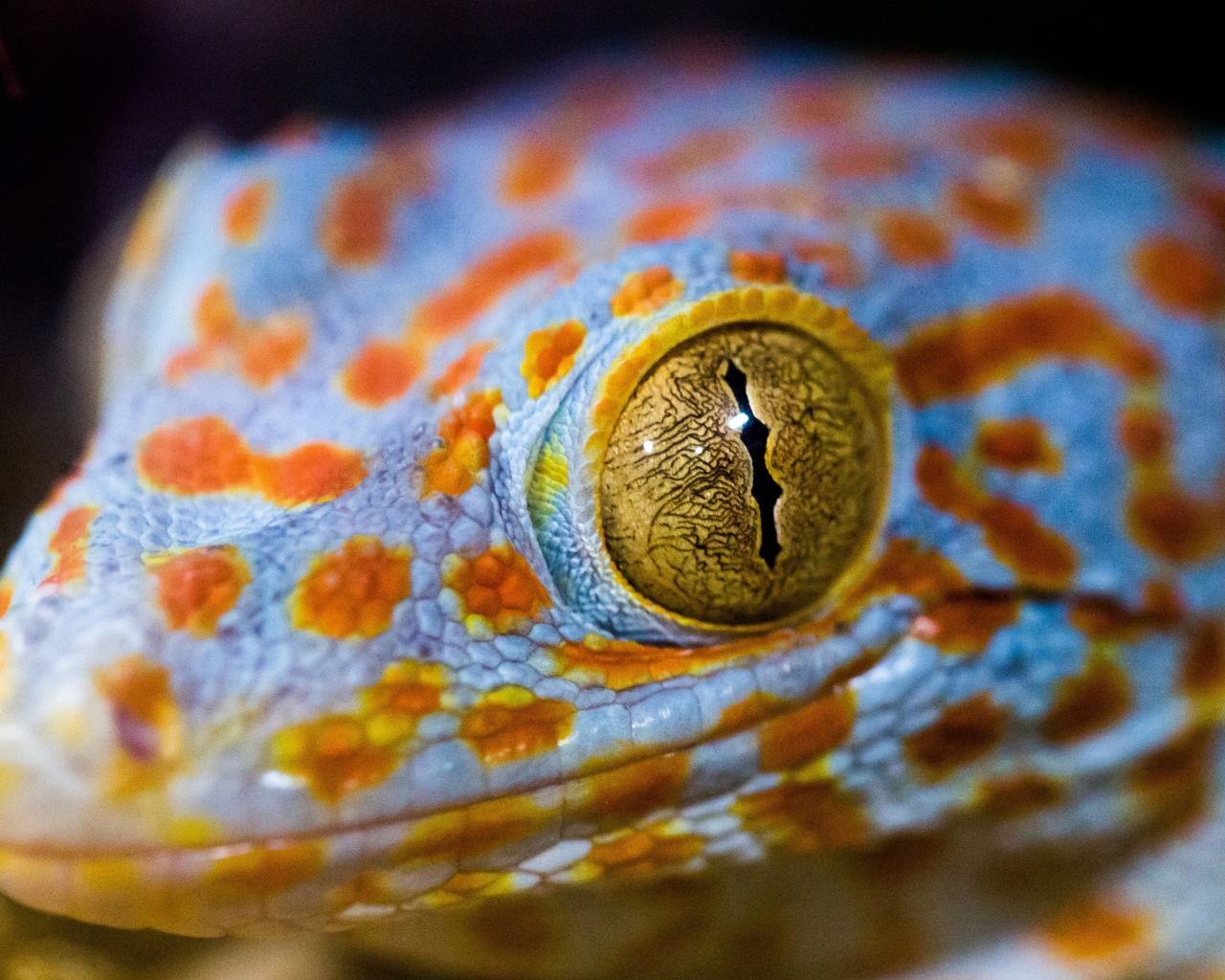 Голова ящерицы с желтыми глазами крупным планом 