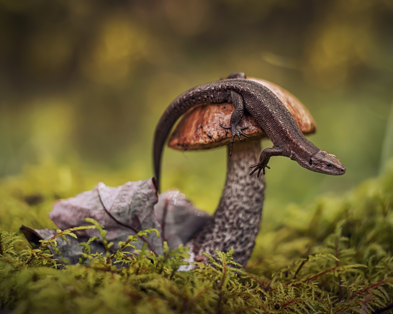 Ящерица сидит на грибе в лесу