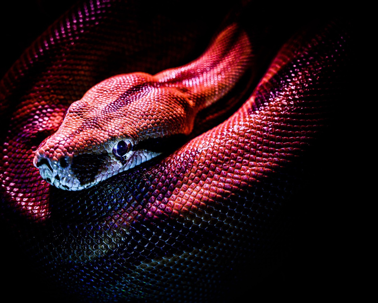 Red snake on a black background