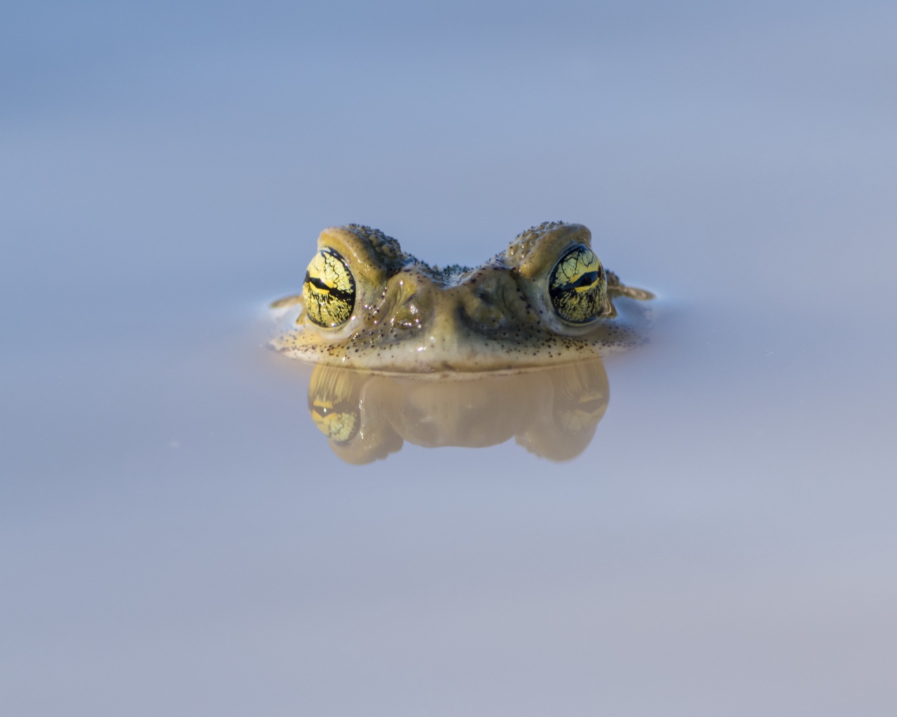 The frog's head looks out of the water