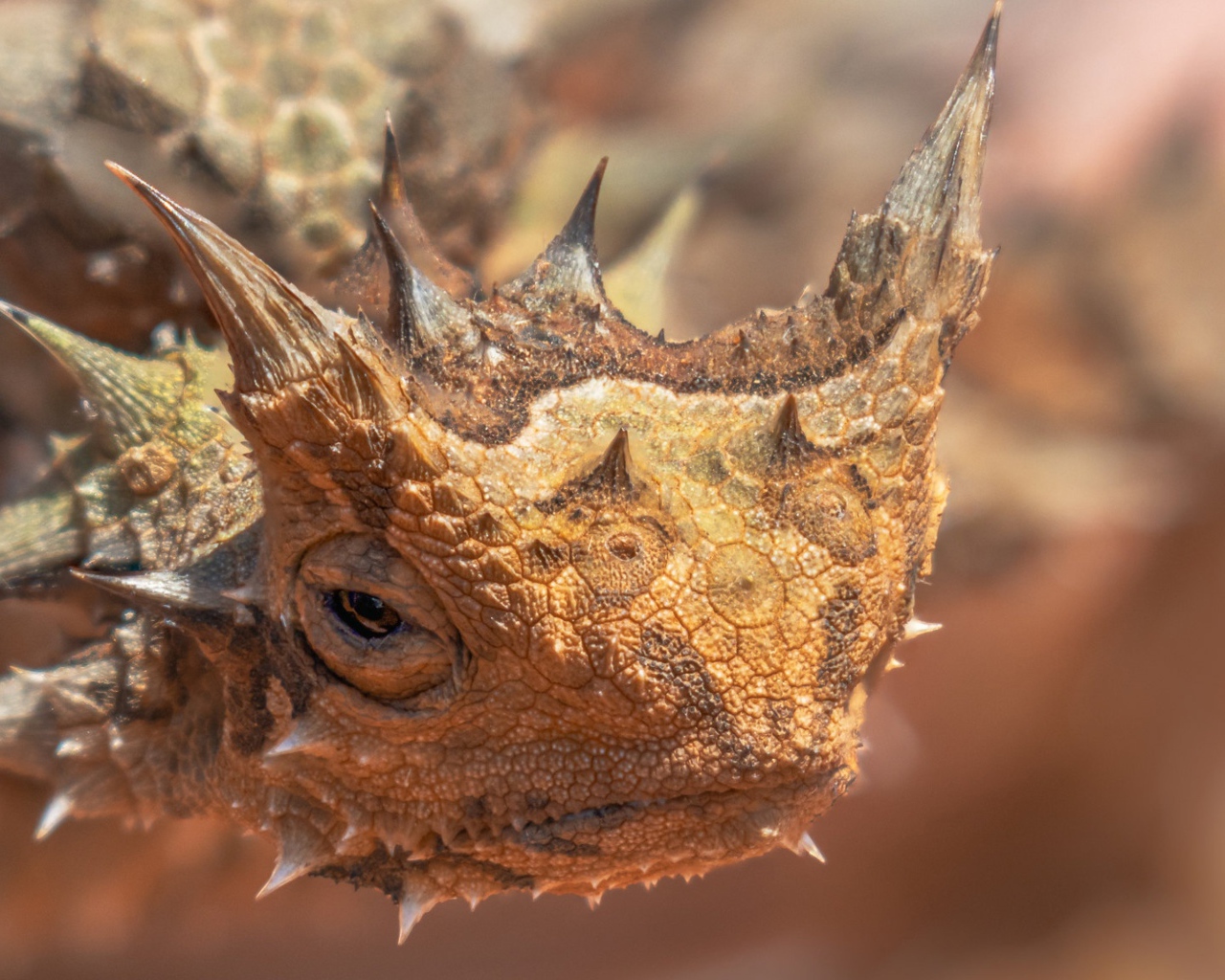 Жабовидная ящерица крупным планом 