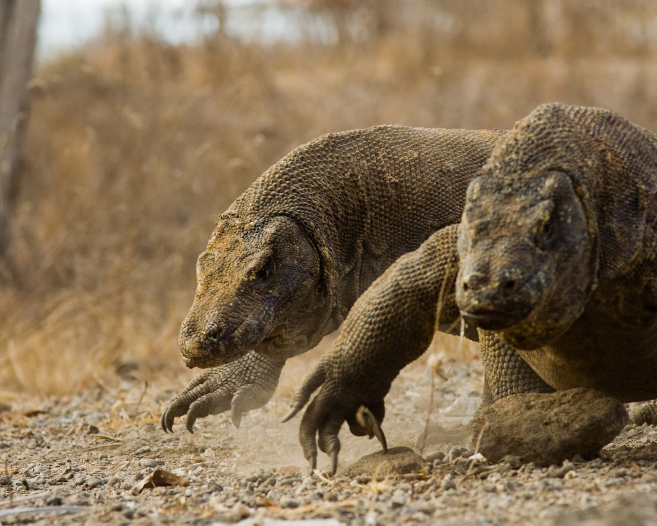 Два больших дракона комодо идут по земле 