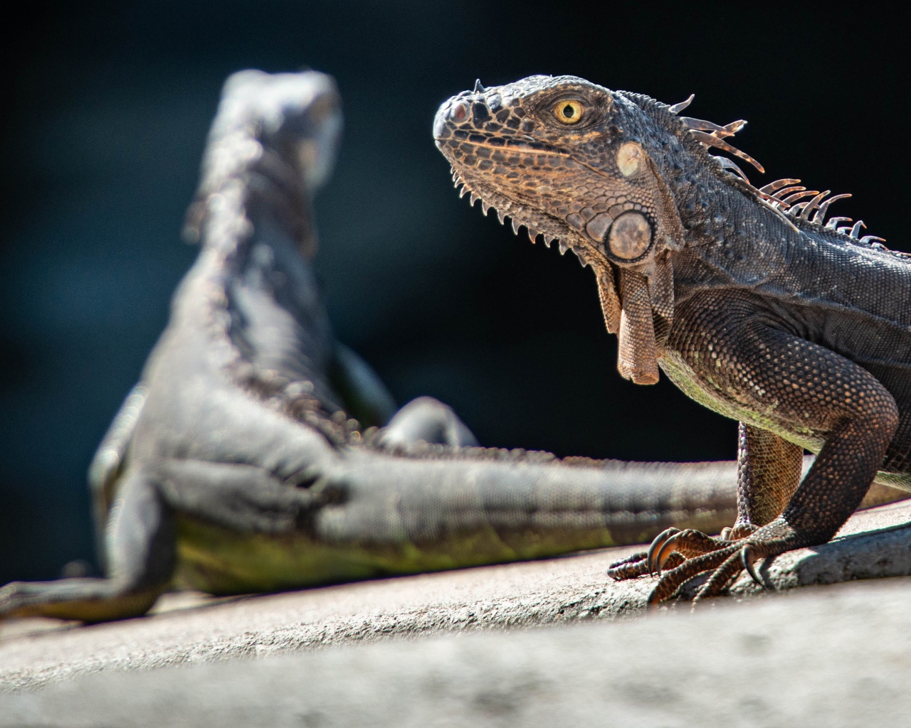 Две большие игуаны греются на камне