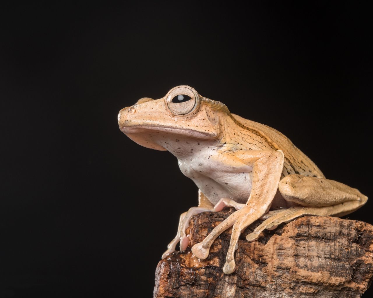 Желтая лягушка сидит на камне на черном фоне