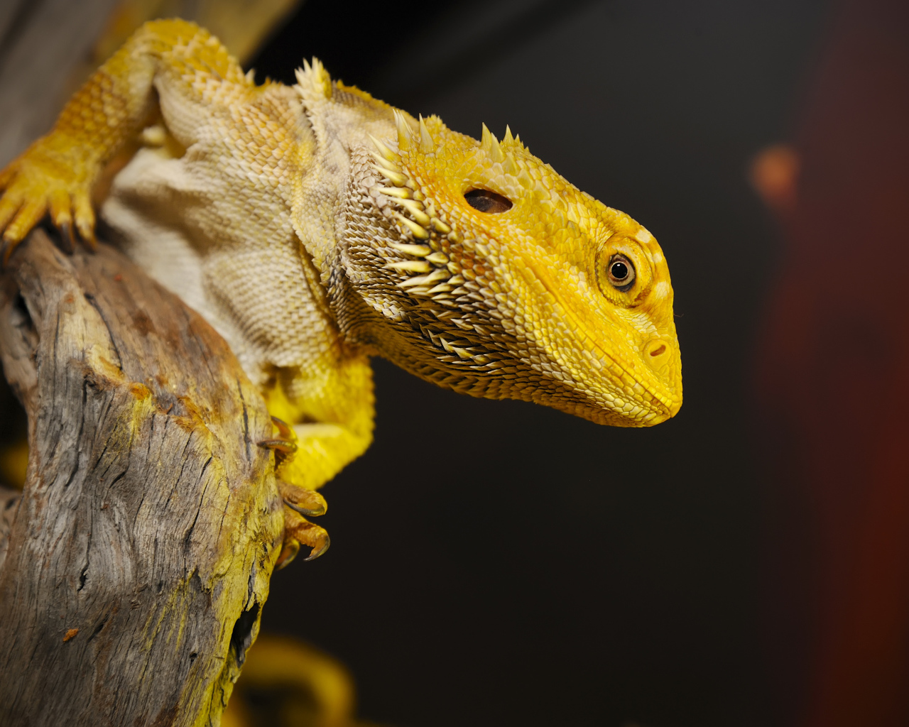 Желтая игуана сидит на сухом дереве