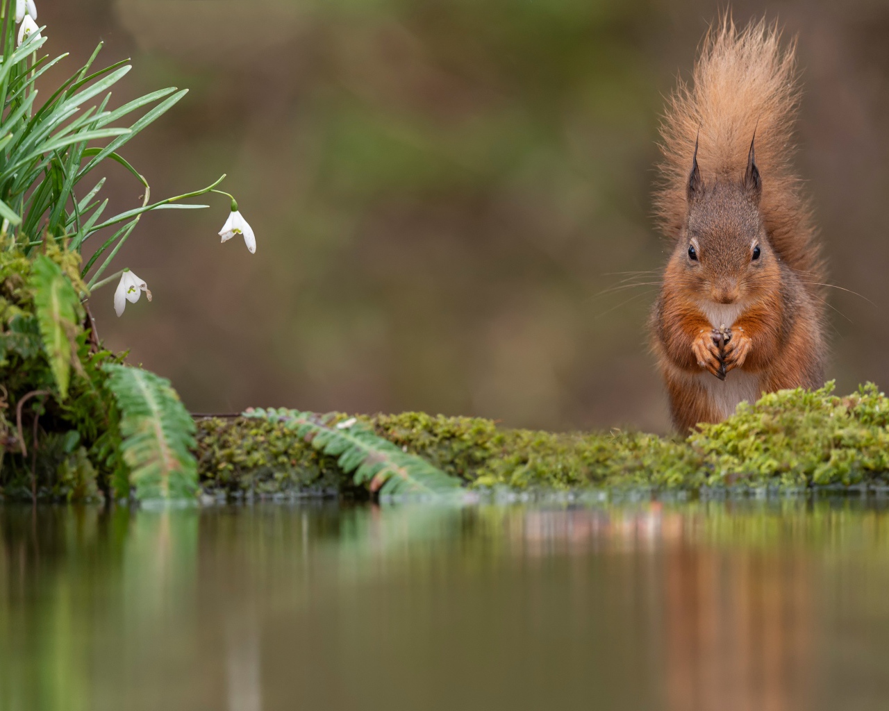 Белка с пушистым хвостом грызет орех у воды