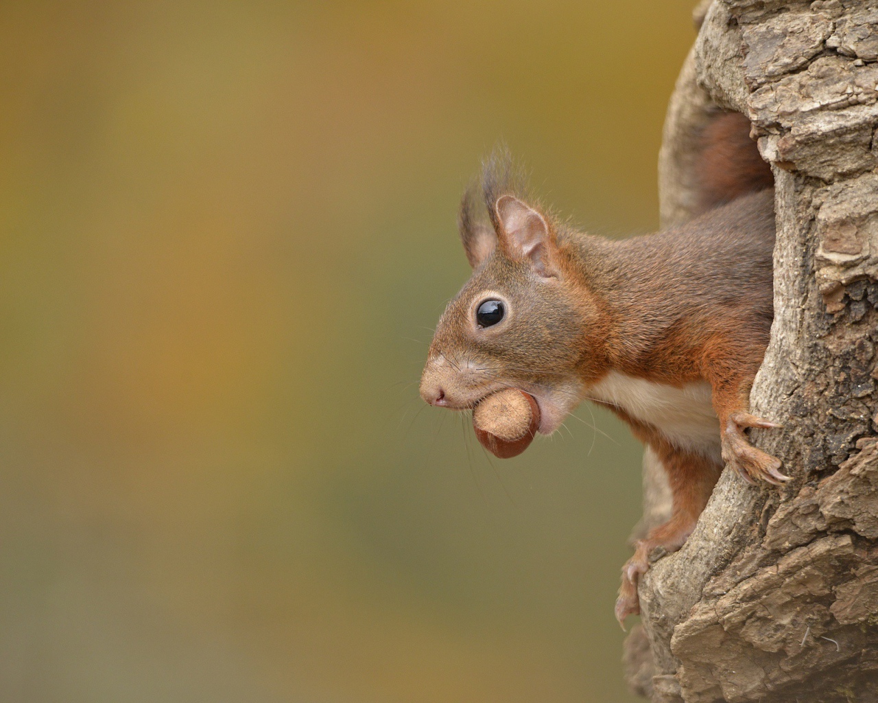 Белка с лесным орехом в зубах сидит в дупле 