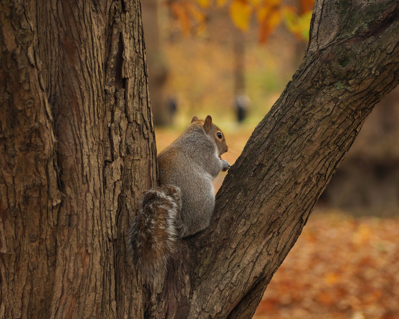 Big gray fluffy squirrel sitting on a tree