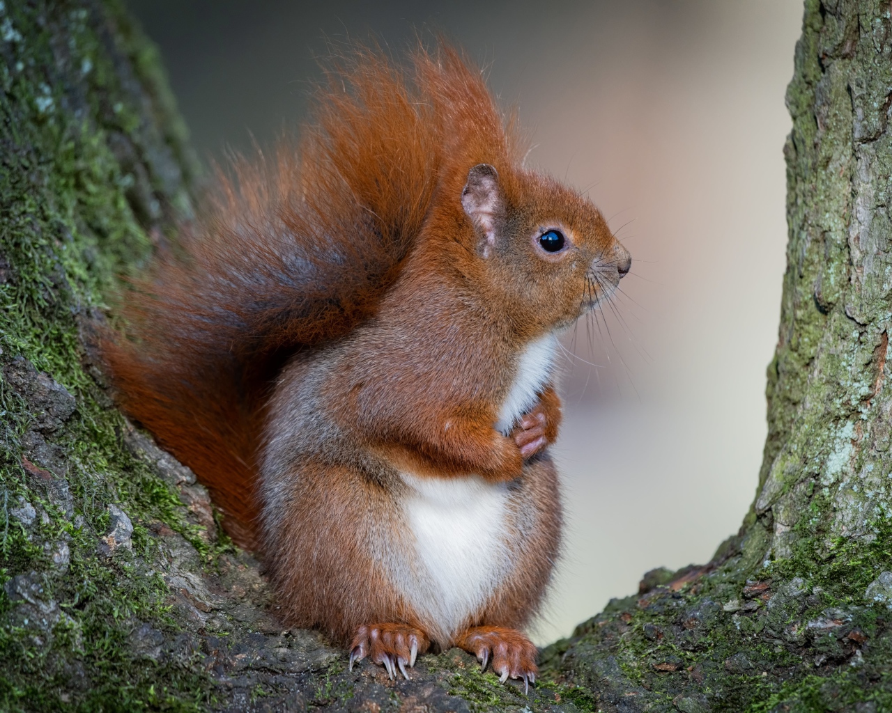 Милая пушистая рыжая белка сидит на дереве 
