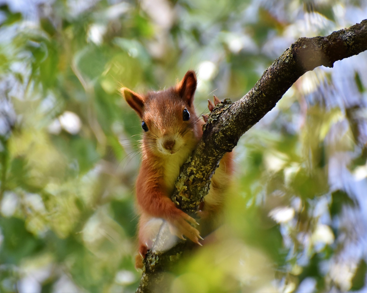 Милая рыжая белка сидит на ветке 