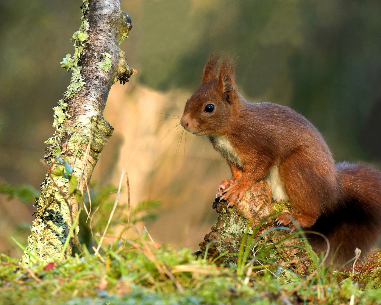 Милая рыжая белка сидит на покрытой мхом коряге 