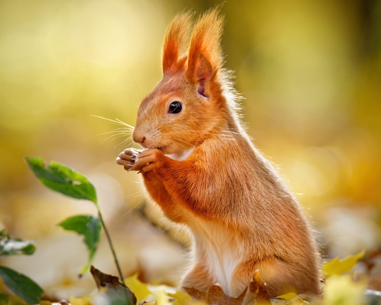 Милая рыжая белка сидит на желтых листьях 