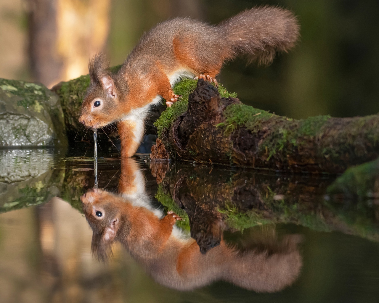 Пушистая рыжая белка пьет воду 