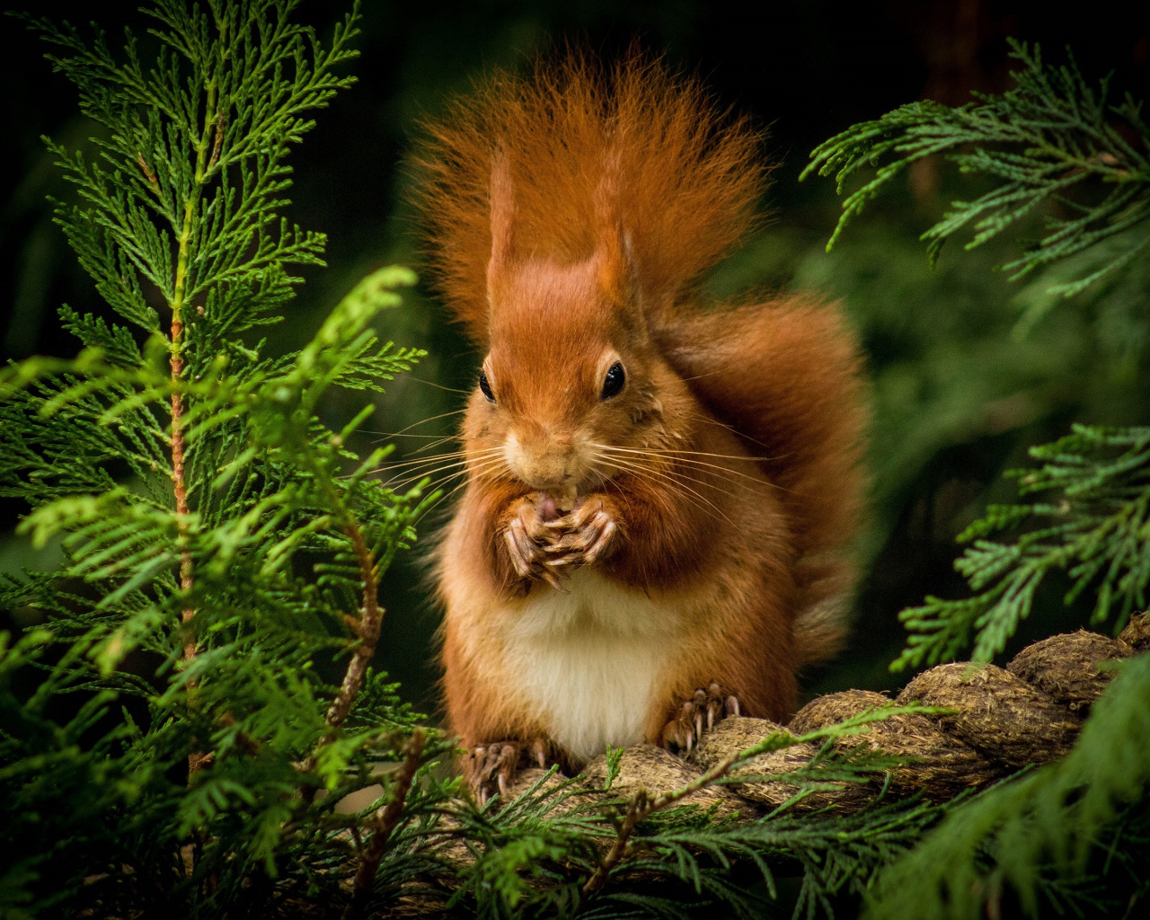 Пушистая рыжая белка грызет орех на ветке 