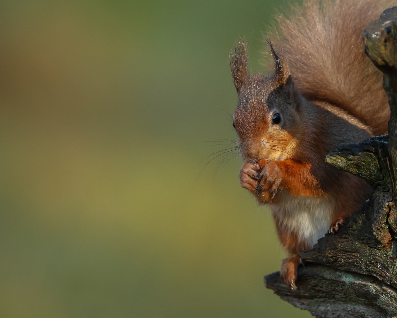 Fluffy red squirrel nibbles a nut on a tree