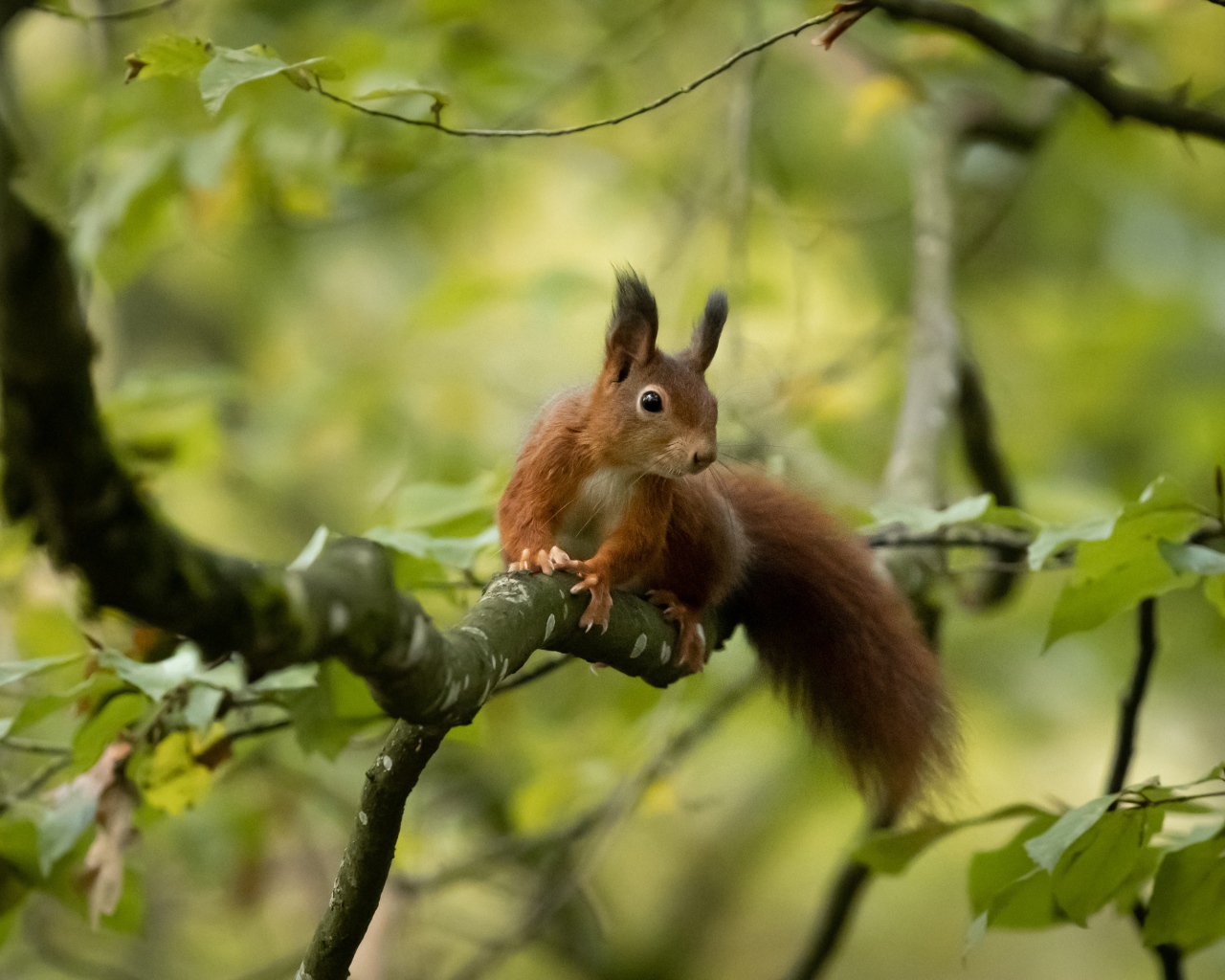 Пушистый хвост быстрой белки сидящей на дереве 