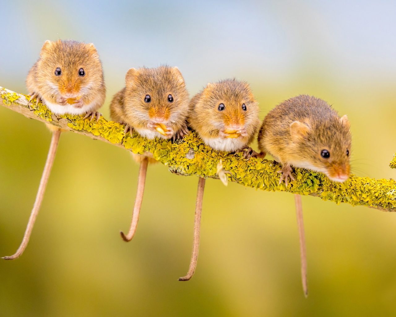 Четыре маленькие мышки сидят на ветке