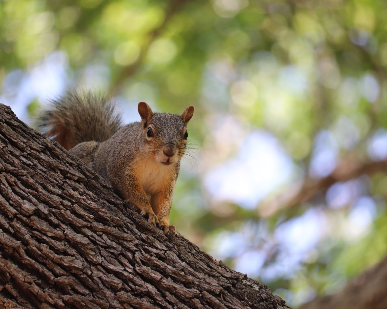 Забавная быстрая рыжая белка сидит на дереве