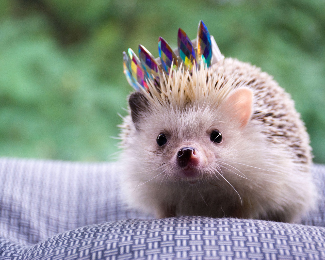 Забавный ежик с короной на покрывале