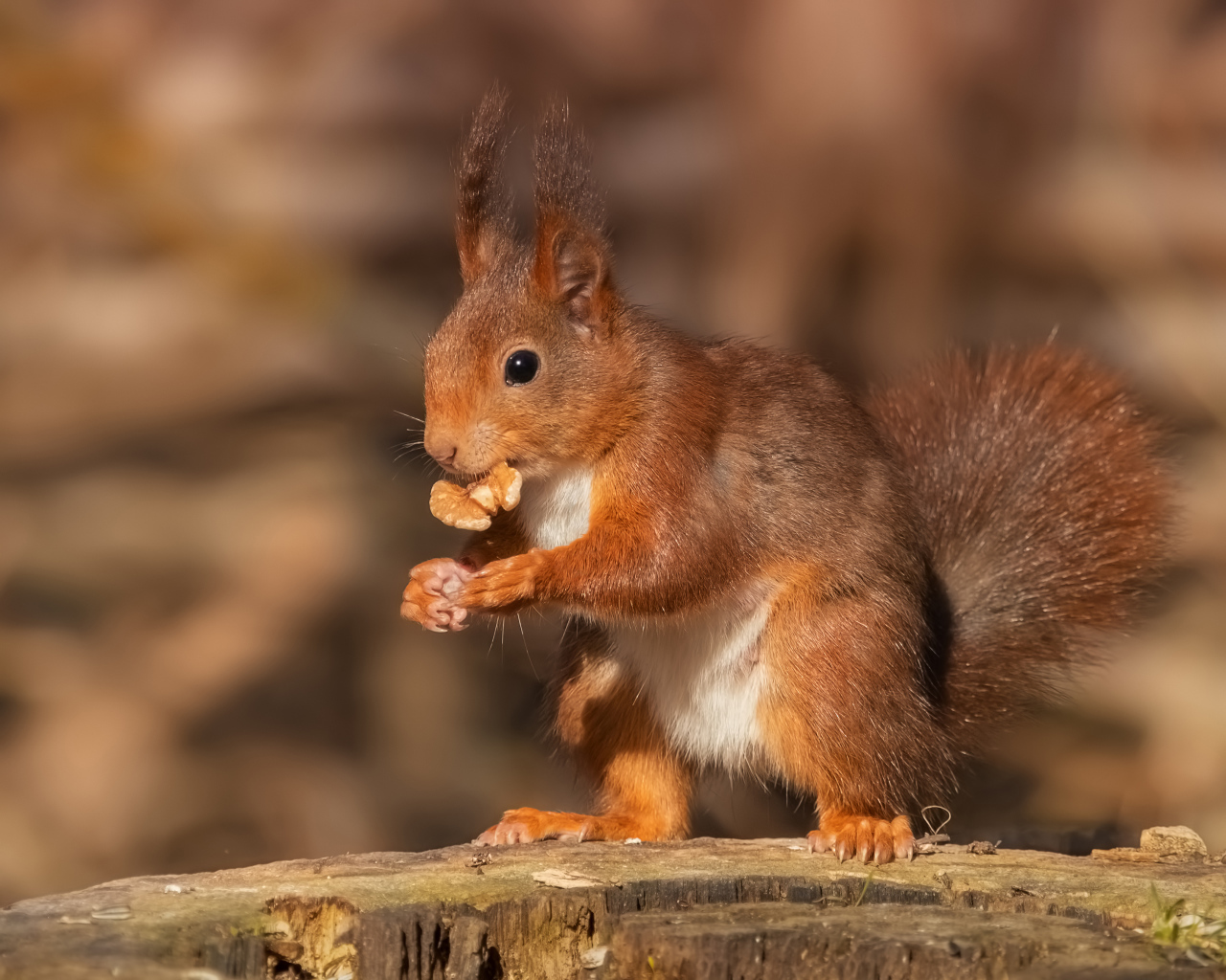 Funny red squirrel nibbles a walnut on a stump