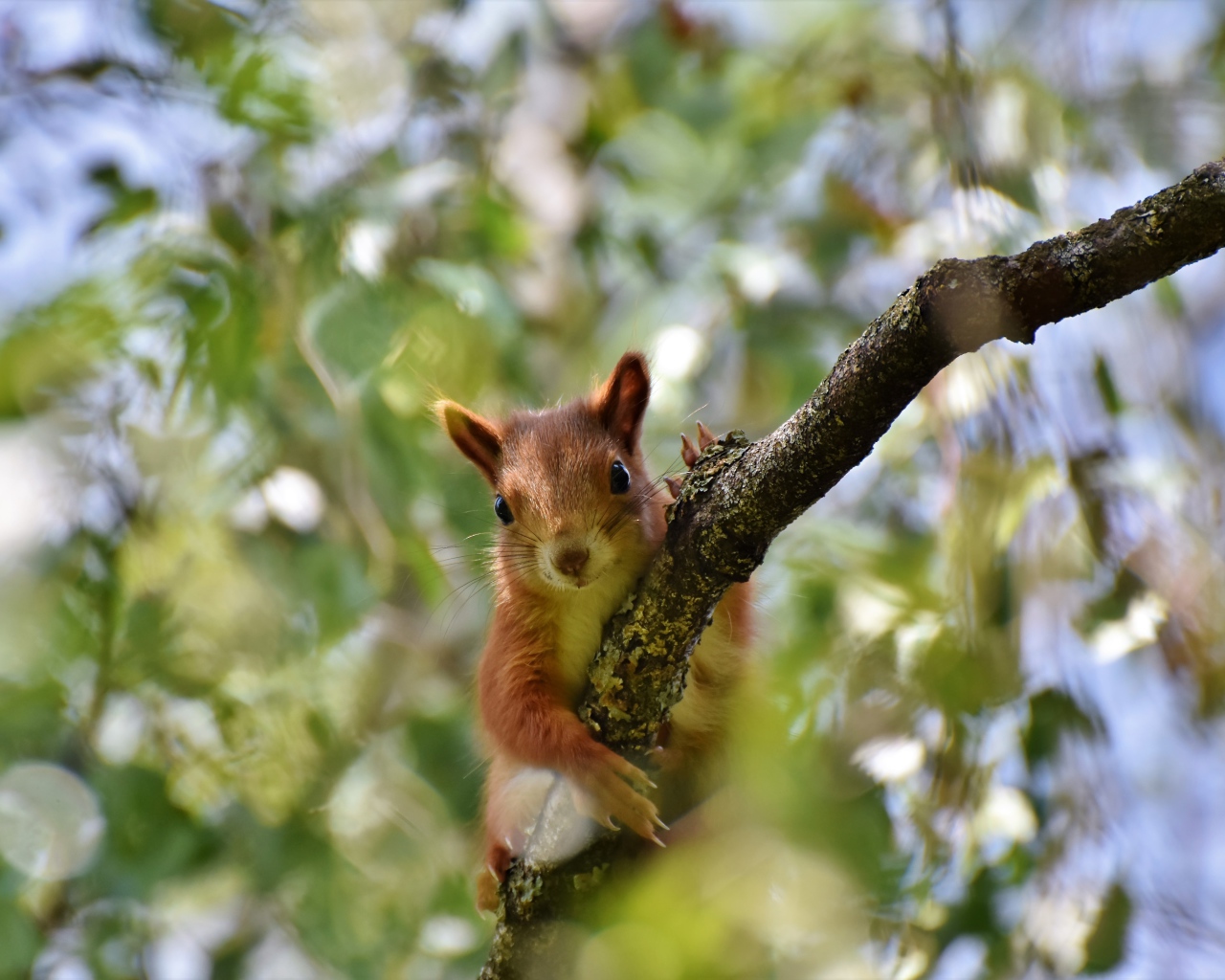Забавная рыжая белка на ветке дерева