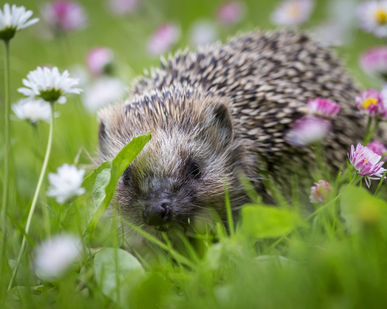 Little hedgehog in green grass with white and pink daisies