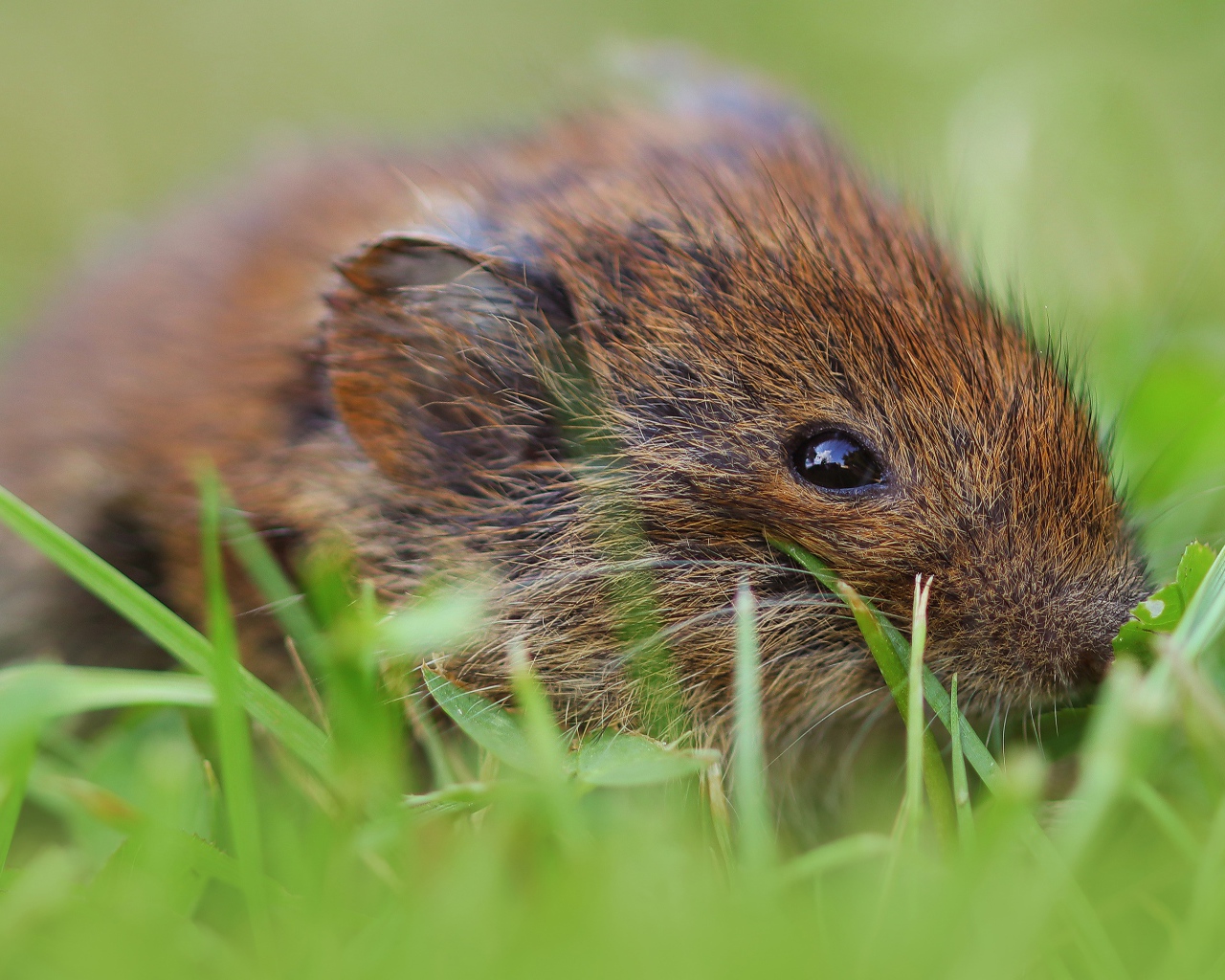 Маленький мышонок в траве крупным планом