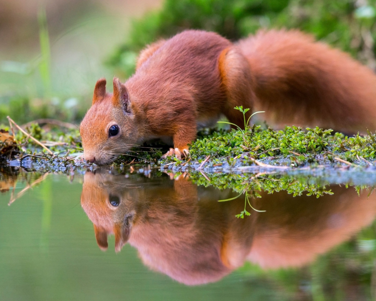 Маленькая рыжая белка пьет воду в пруду 