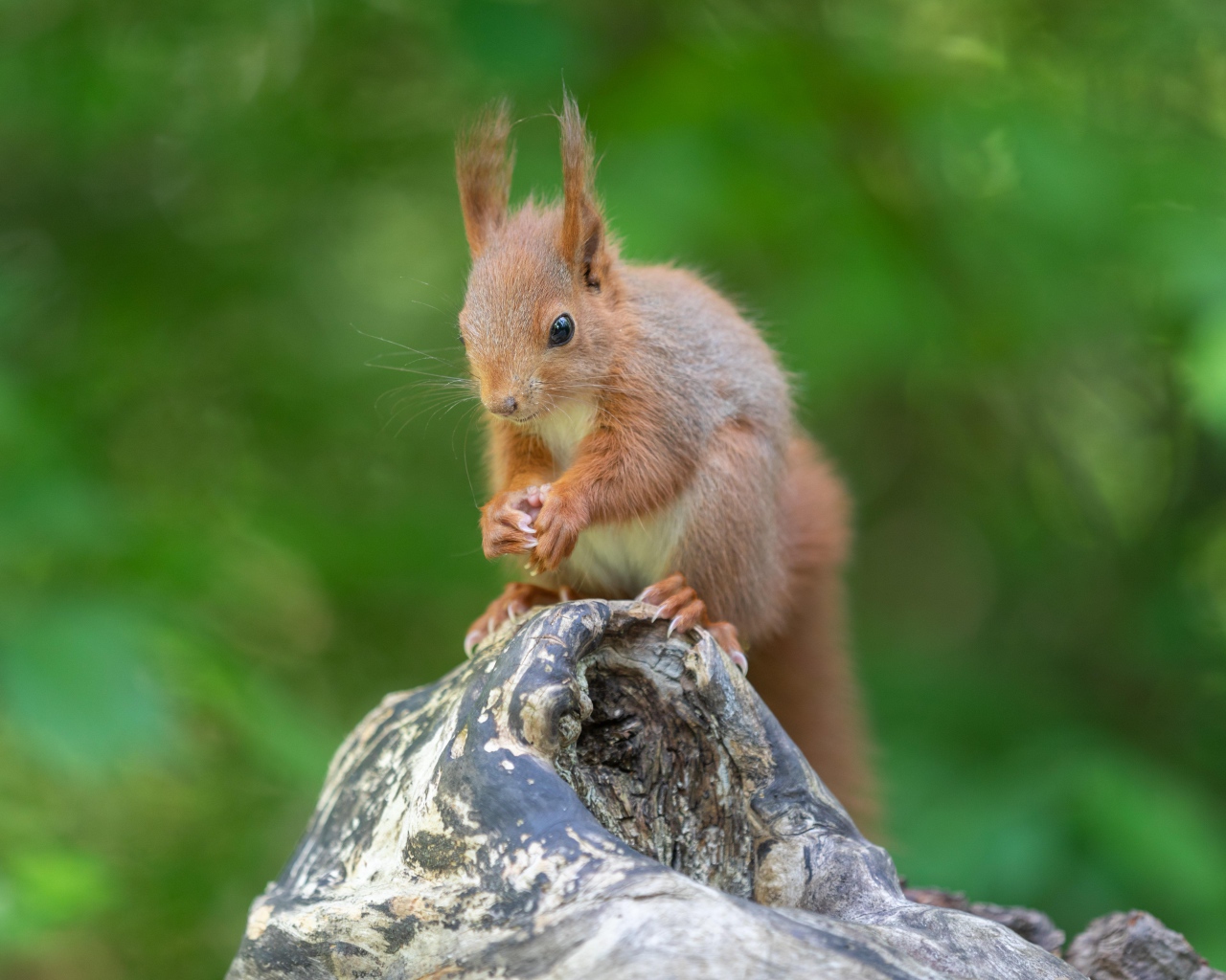 Маленькая рыжая белка грызет орех на коряге 