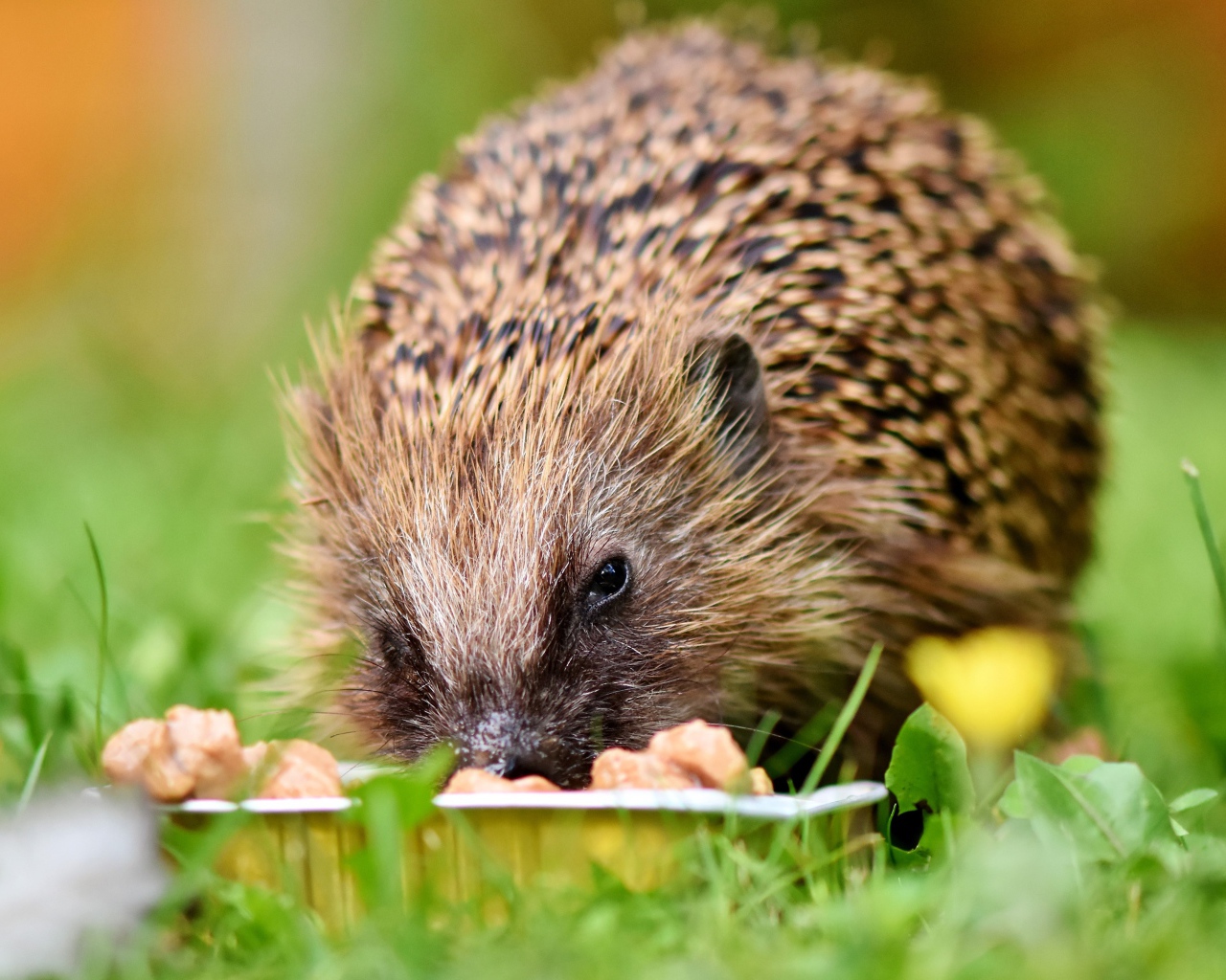 Старый еж ест корм на зеленой траве 