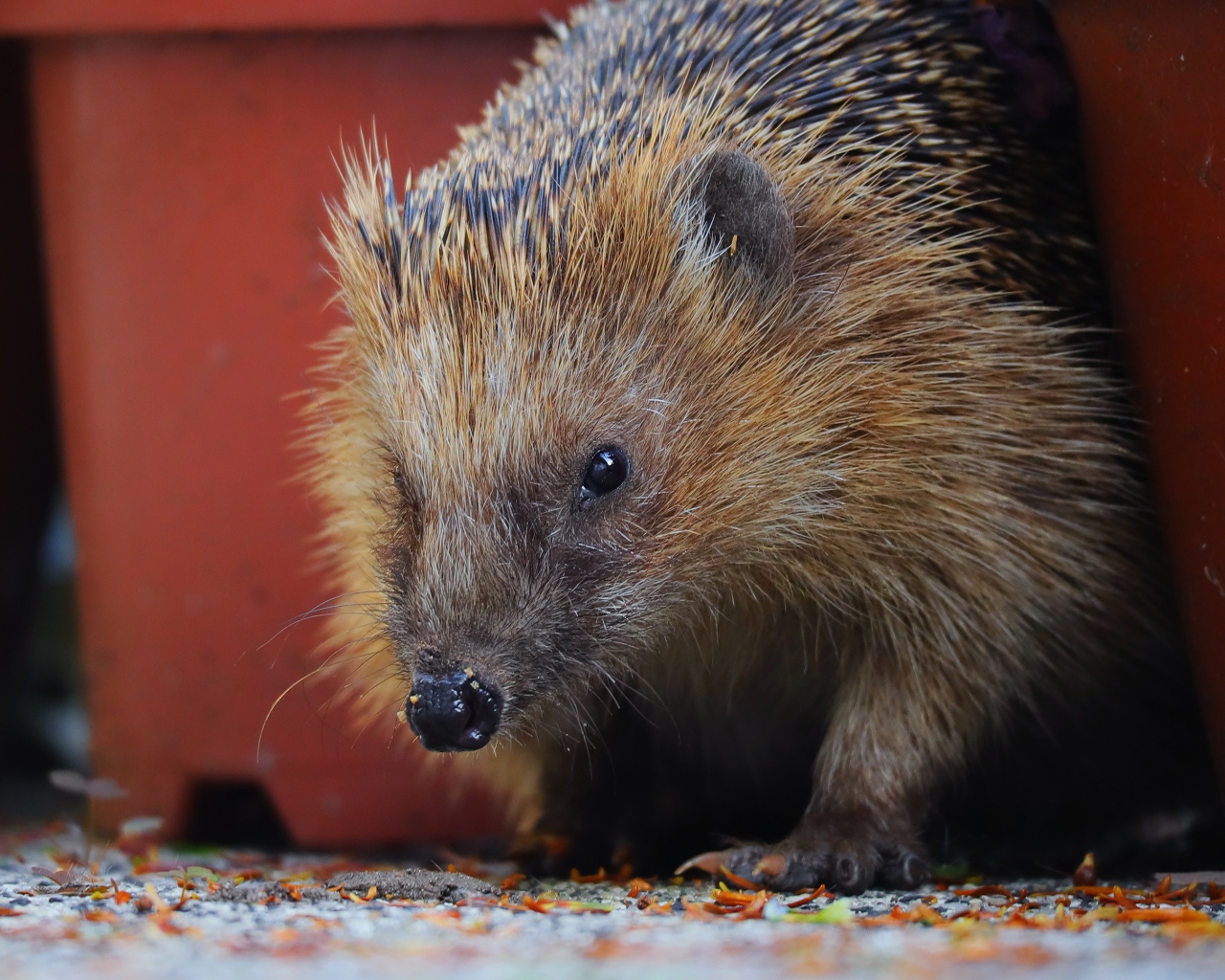 Старый колючий еж крупным планом