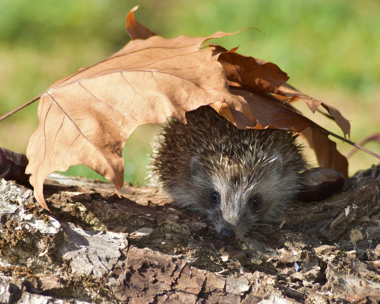 Spiny hedgehog on dry tree with fallen leaves