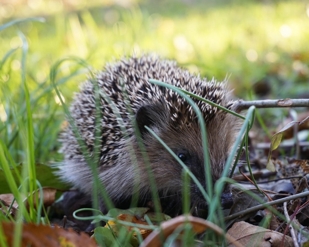 Колючий еж сидит в зеленой траве 