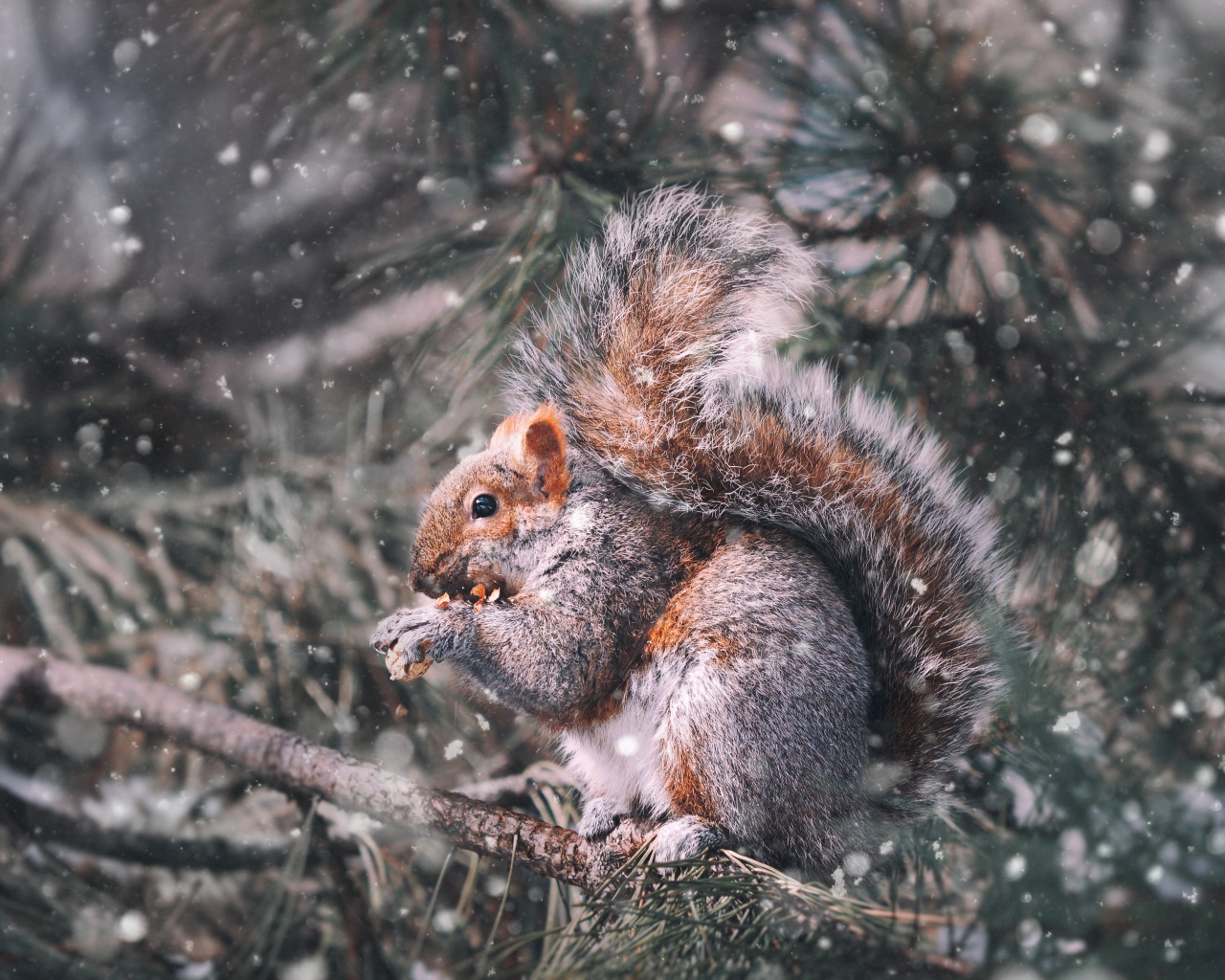 Squirrel gnaws a nut on a pine branch in winter