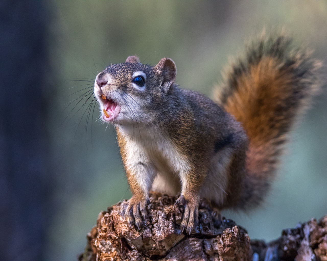 Грозная пушистая белка сидит на камне 