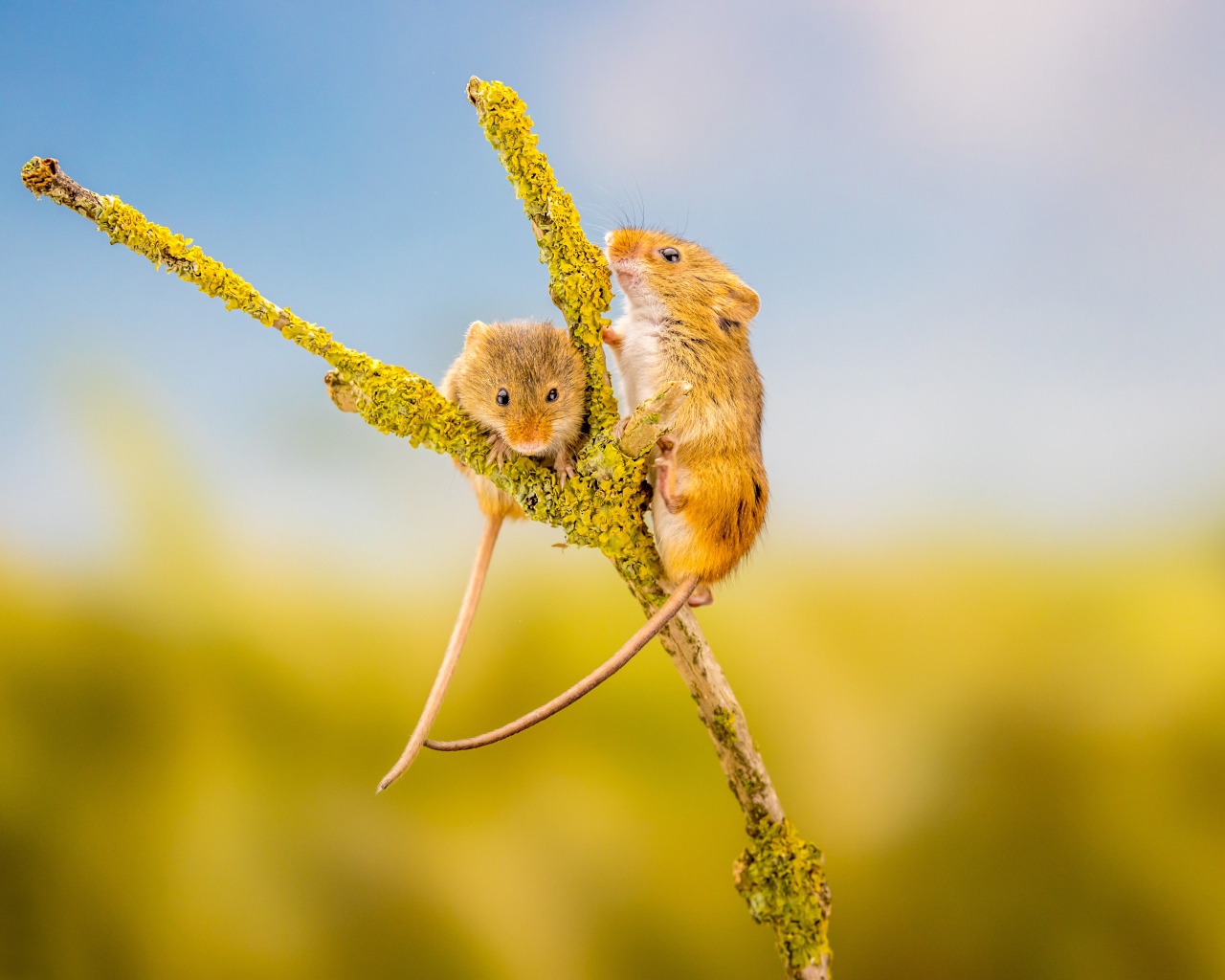 Два маленьких мышонка на ветке крупным планом