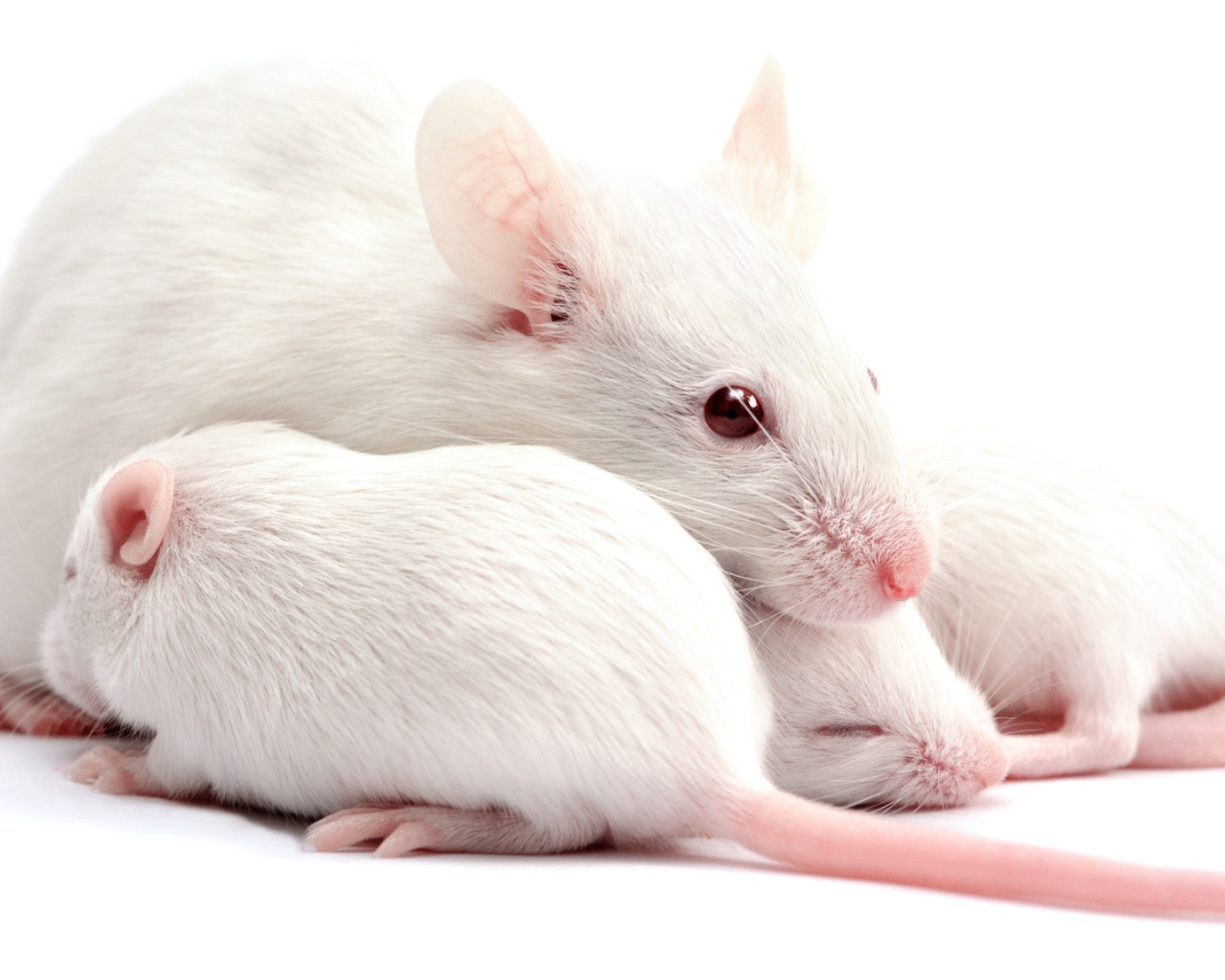 White rat with children on a white background