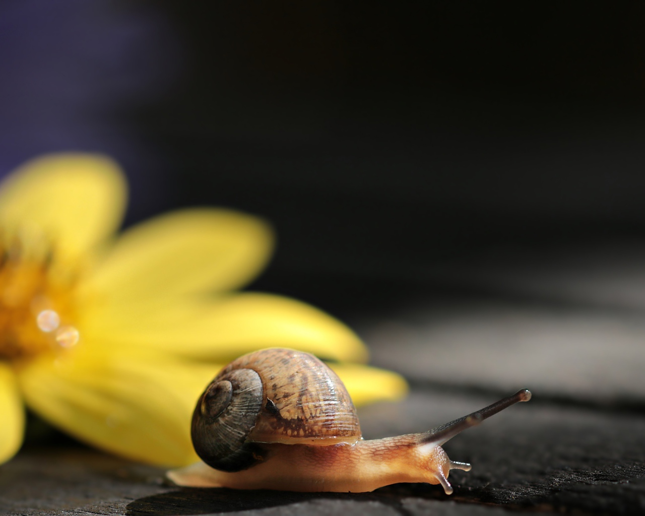 Улитка с желтым цветком на столе 