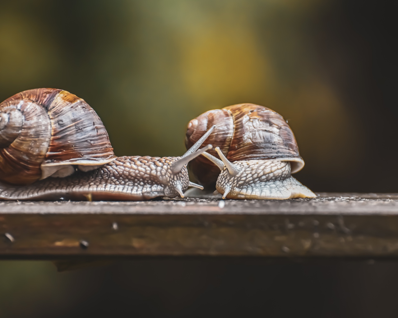 Две большие улитки на деревянном столе 