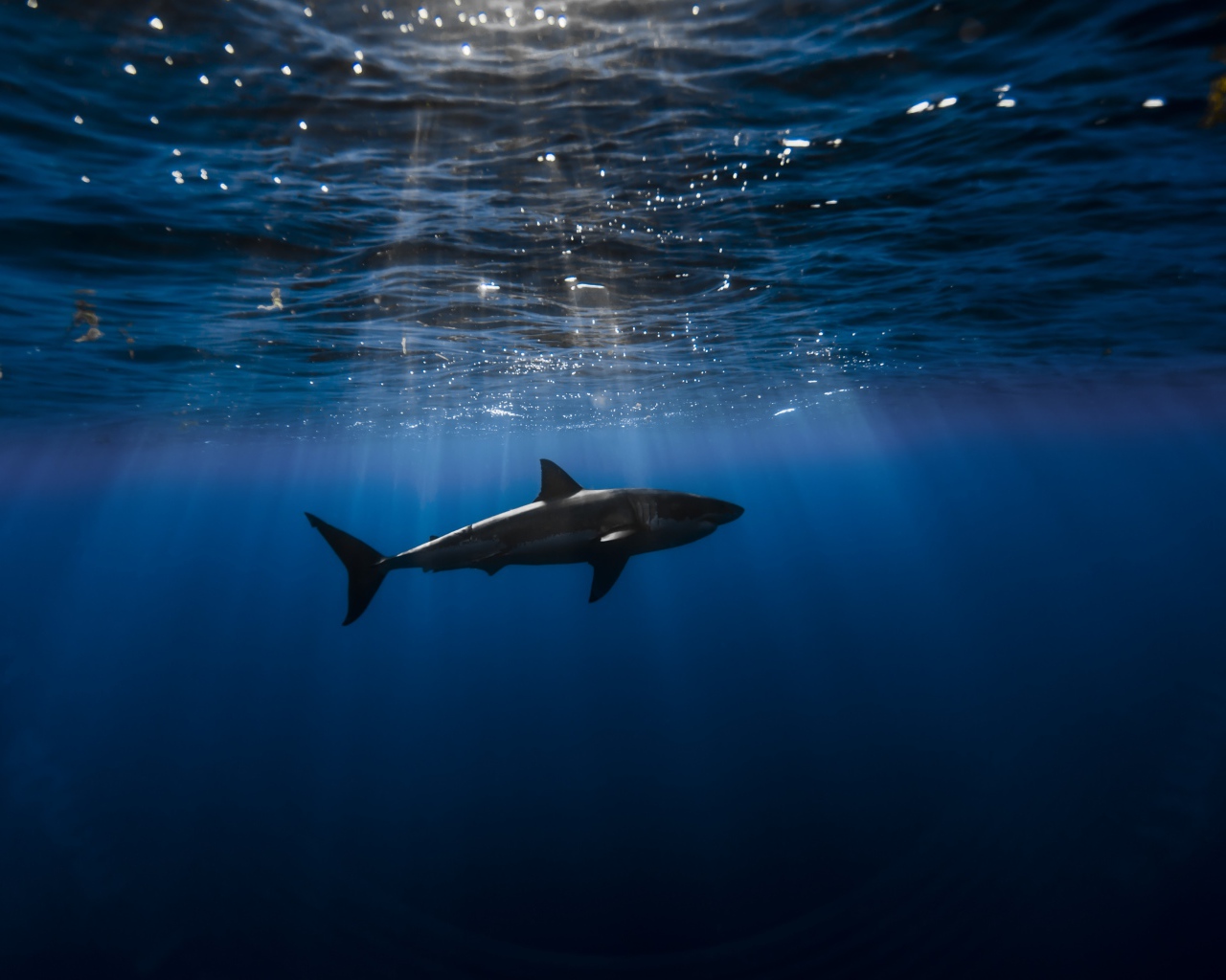 Хищная акула плавает под водой в Атлантическом океане