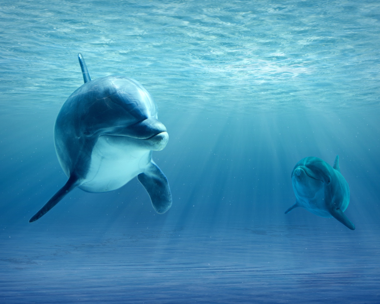 Большой дельфин с детенышем в воде 