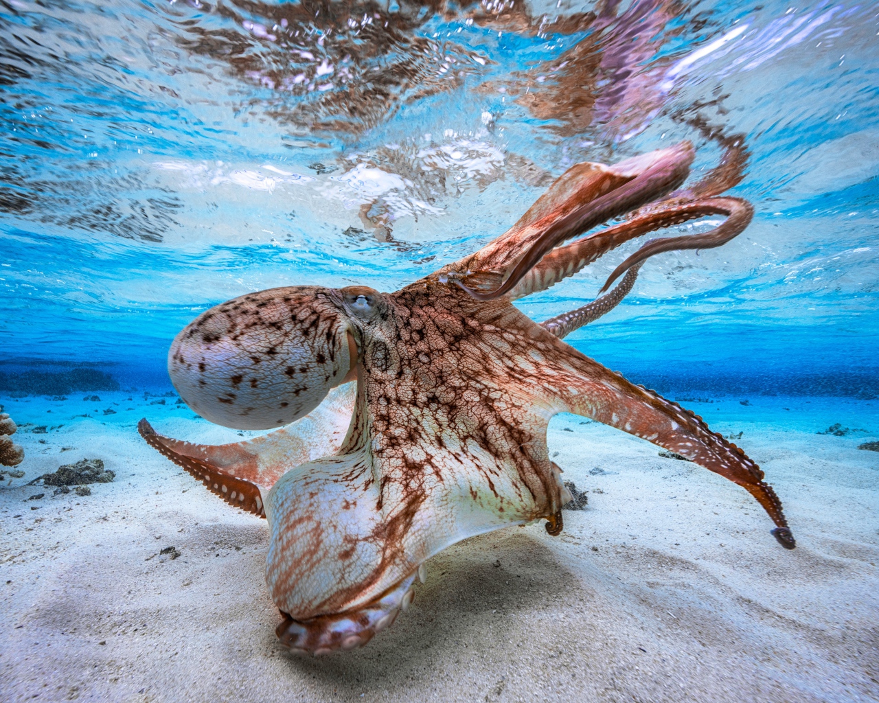 Большой осьминог под водой 