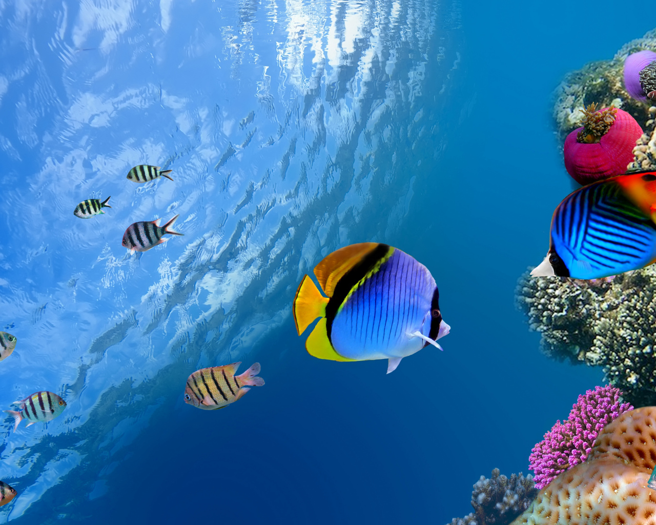Разноцветные рыбы и кораллы под водой в океане 