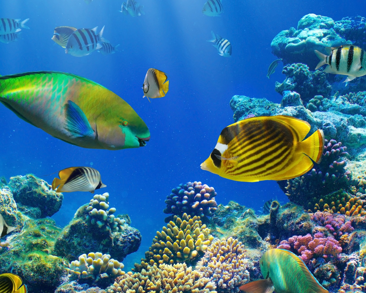 Разноцветные рыбы под водой в кораллах 